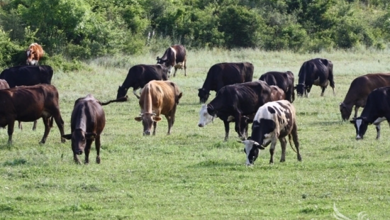 38 млн. лева отиват в сметките на животновъди по схемите за обвързана подкрепа