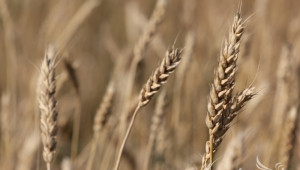 У нас цените на зърното през изминалата седмица остават стабилни - Agri.bg