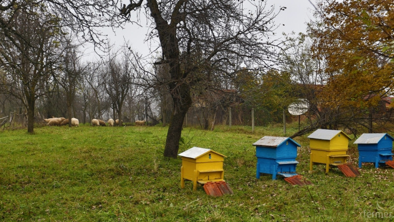 Днес приключва приемът по новата пчеларска програма 
