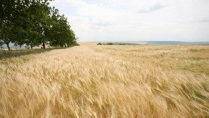 Изкупната цена на зърното се движи под нивата от миналата година  - Agri.bg