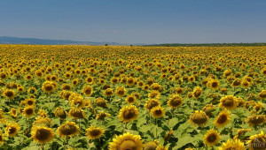 Румъния прибра  реколта от 1,88 млн. т слънчоглед  - Agri.bg