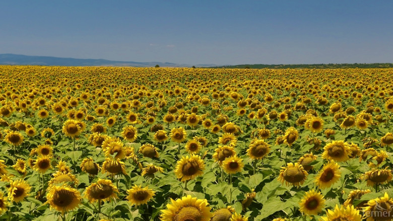 Румъния прибра  реколта от 1,88 млн. т слънчоглед 