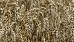 Покачване на цените на Черноморската пшеница  - Agri.bg