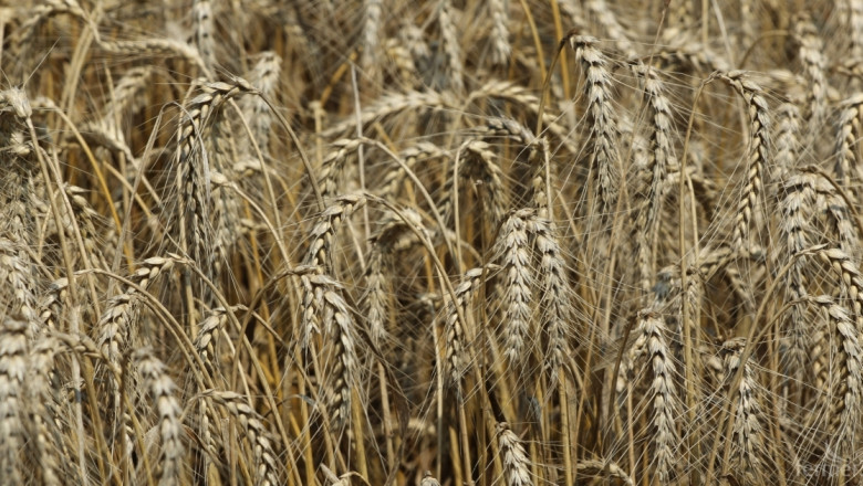 Покачване на цените на Черноморската пшеница 