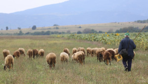 Професия овчар е една от добре платените опции в страната - Agri.bg
