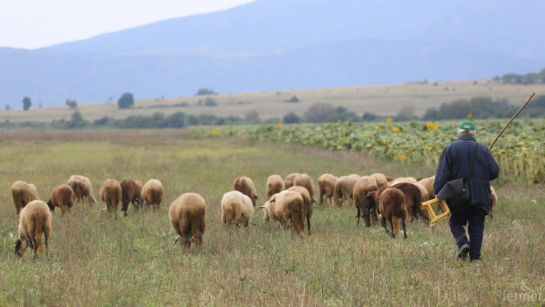Професия овчар е една от добре платените опции в страната