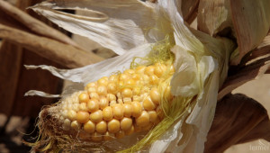 Къде откриваме наличие на ГМО на родния пазар?