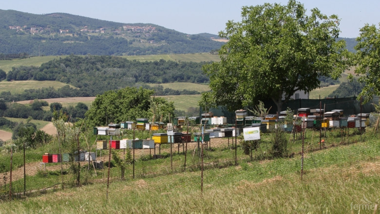 Днес стартира приемът по новата Национална програма по пчеларство