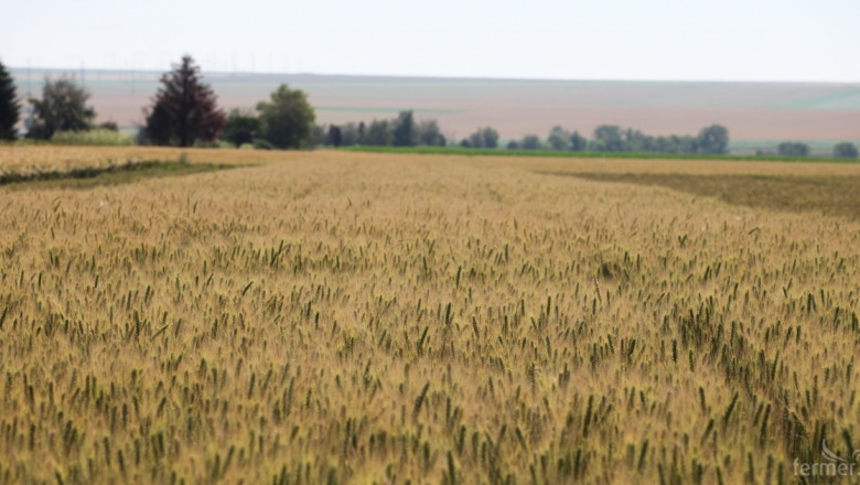 Очакват 24, 3 млн. ха засети площи с мека пшеница в ЕС 
