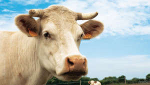 Експерти от ЕК разясняват еврозаконодателството на животновъди  - Agri.bg