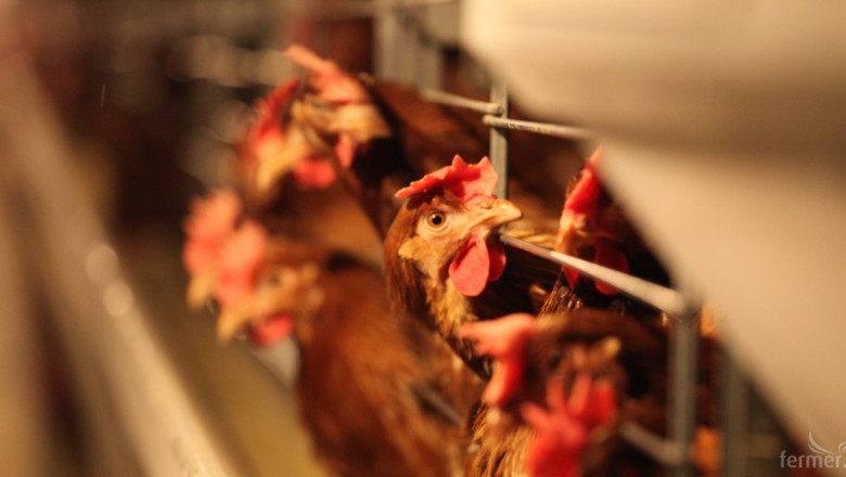 Украйна забрани вноса на български пилета 