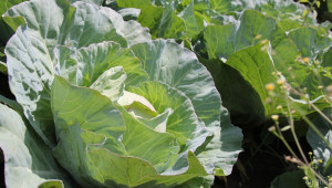 Тикви и зеле са най-търсените зеленчуци на пазара в Пазарджик  - Agri.bg