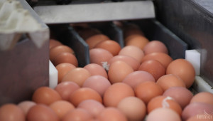 БАБХ изтегли всички налични кокоши яйца със съмнение за зараза  - Agri.bg