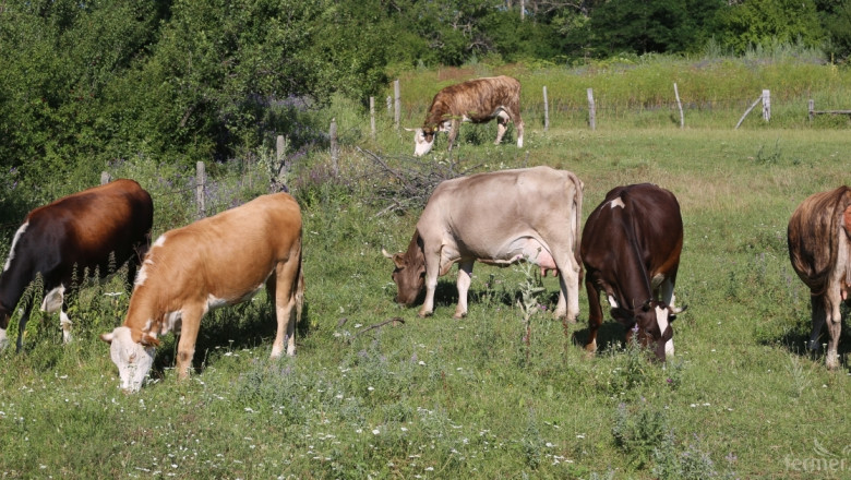 ДФЗ преведе над 11 млн. лева на животновъди по три схеми за извънредна помощ