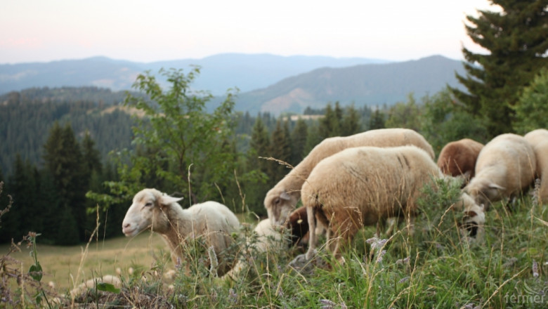 Ясна е ставката по Преходна национална помощ за овце-майки и кози-майки