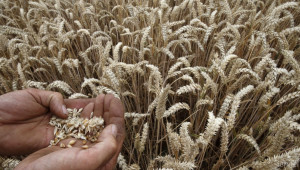 ЕК повиши прогнозната оценка за пшеницата с 0,2 млн. тона - Agri.bg