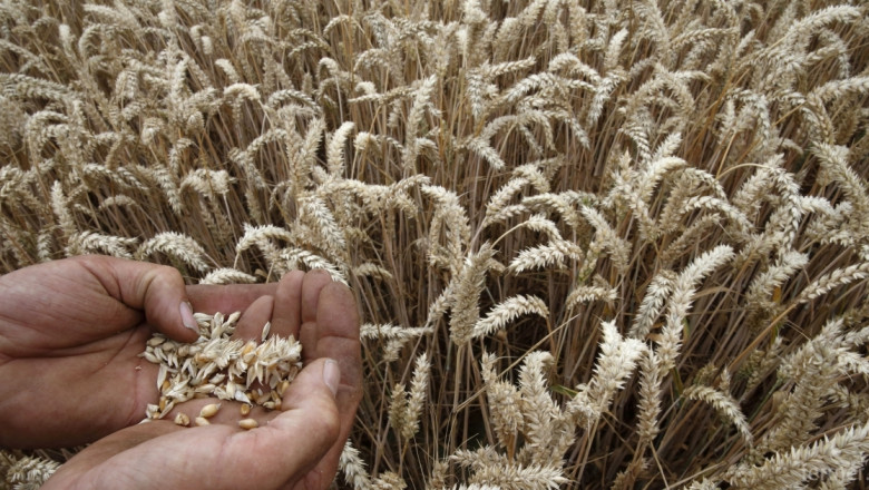 ЕК повиши прогнозната оценка за пшеницата с 0,2 млн. тона