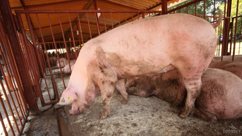 България отново може да изнася живи свине за европейския пазар