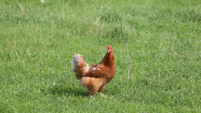 БАБХ установи смъртност на 19 кокошки причинена от Нюкясълска болест 