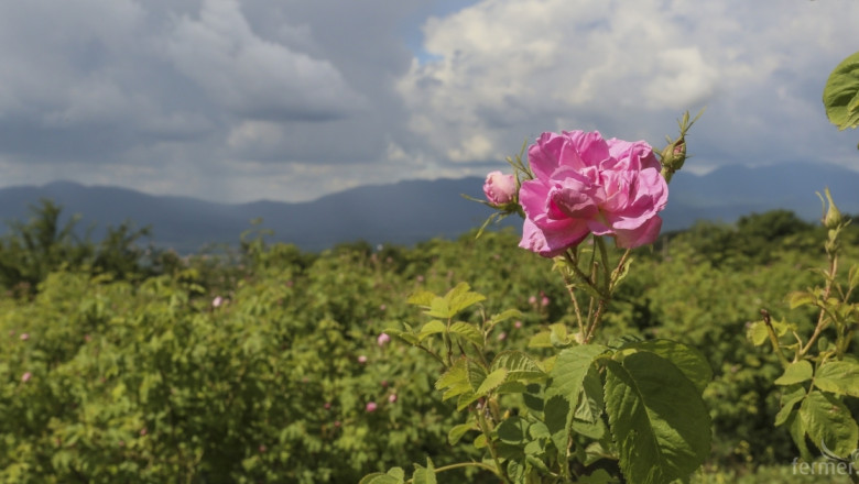 Цената на конвенционалния розов цвят се изравни с тази на биопроизводството