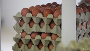 Изтеглят от пазара съмнителни полски яйца  - Agri.bg