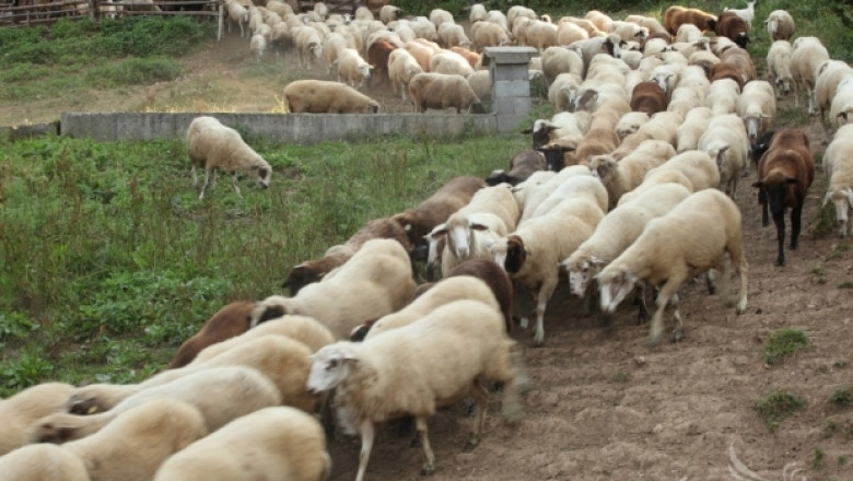 Животновъди получават по 50,75 лв. обвързана подкрепа за овце-майки и кози-майки