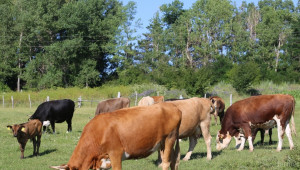 ДФЗ преведе над 62 милиона лева по схемите за обвързано подпомагане за крави - Agri.bg