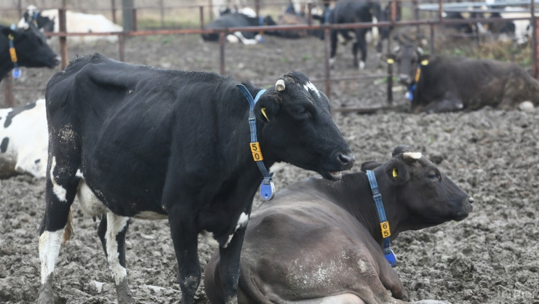 Този месец животновъди получават 70% от субсидиите за обвързана подкрепа за крави