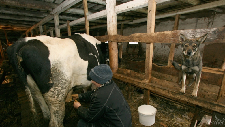 ДФЗ прекрати приема по Мярката за намаляване на производстото на кравето мляко