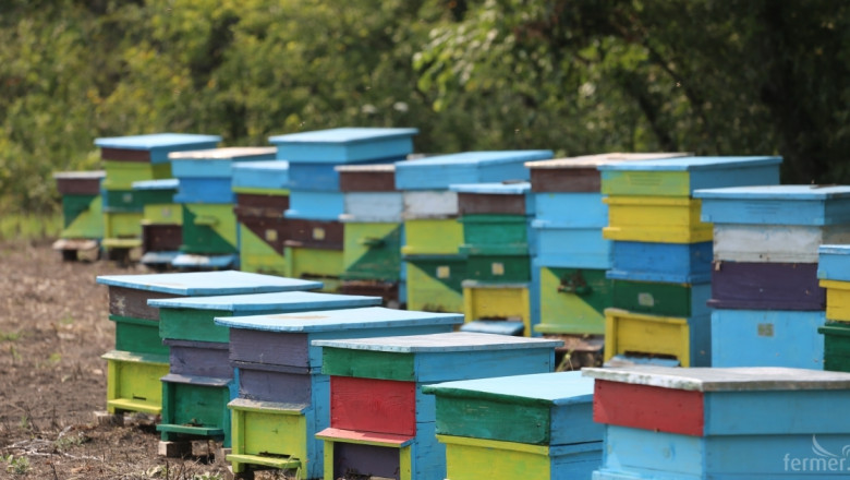 МЗХ публикува Проект на Наредба за идентификация на пчелни семейства