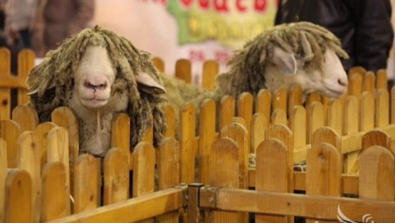 Изложба на бели и вакли Маришки овце ще се проведе за десети път в Пловдив (ПРОГРАМА)