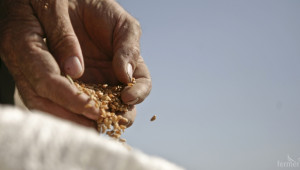 Производителите на царевица и соя в САЩ ще получат общо над $ 7млрд. помощ - Agri.bg