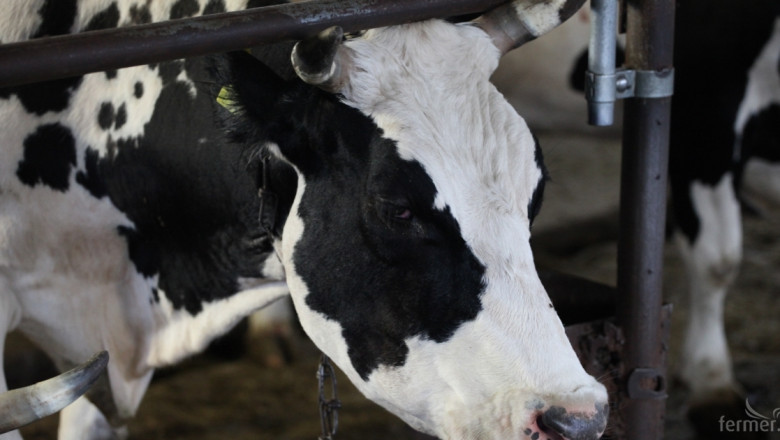 304 са животновъдите, които ще получат помощ за намаляне производството на мляко