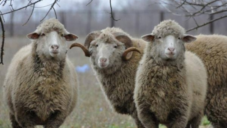 Изложение на цигайски и местни породи овце ще се проведе в Троян