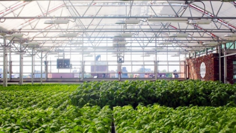 Най-голямата покривна ферма в света отглежда зеленчуци изцяло без пестициди
