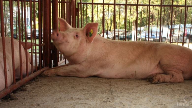 75 животновъди заявиха помощ за хуманно отношение към прасета за угояване
