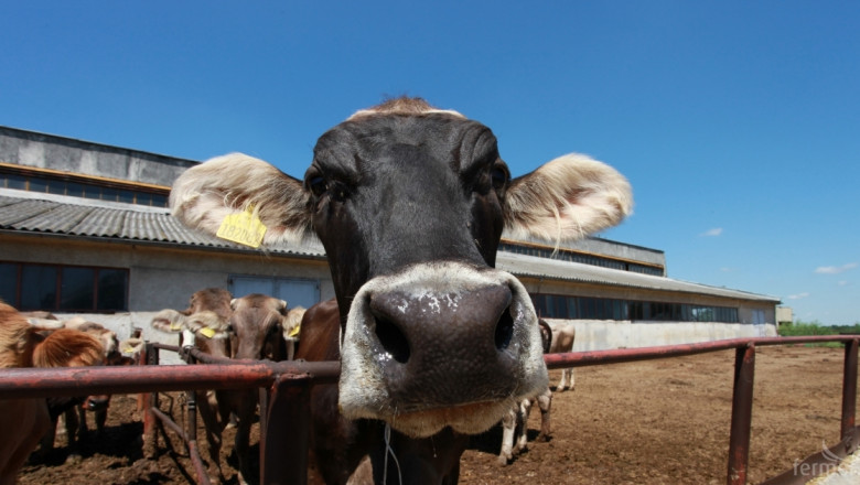 Стартира втори прием по Схемата за намаляване производството на краве мляко