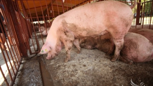 Вторият транш за хуманно отношение към прасета за угояване е до понеделник - Agri.bg