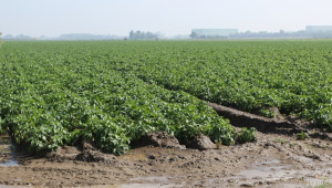 Фермер: В Пазарджишко вече започна засаждането на първите ранни картофи - Agri.bg