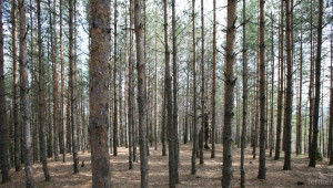 Подадените заявления за изкупуване на частни гори са 1 113 - Agri.bg