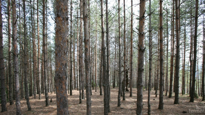 Подадените заявления за изкупуване на частни гори са 1 113