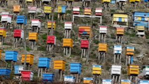 Започват проверки на проектите за пчелни семейства по 6.3 от ПРСР 2014-2020 - Agri.bg