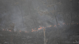 Млада орехова гора е унищожена след пожар в Разградско - Agri.bg