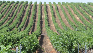 С над 30% се е увеличила реколтата от винените лозя спрямо стопанската 2015 г. - Agri.bg