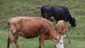 Млекопроизводител: Идеята за обединение на фермери не се приема добре от тях - Agri.bg
