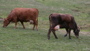 Две крави са убити след катастрофа на пътя Русе-Разград - Agri.bg