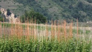Земеделските производители от област Добрич прибраха 512 тона фасул - Agri.bg