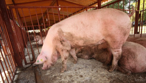 От днес се приемат заявления по втори транш за хуманно отношение към прасета за угояване - Agri.bg