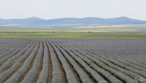 БАБ: Тази година реколтата от лавандула е по-голяма от това, което пазарът може да поеме - Agri.bg