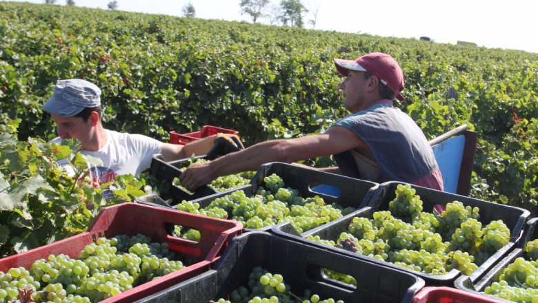 Месец по-рано започна гроздоберът във Видинско